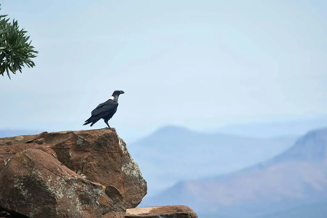 White Necked Raven